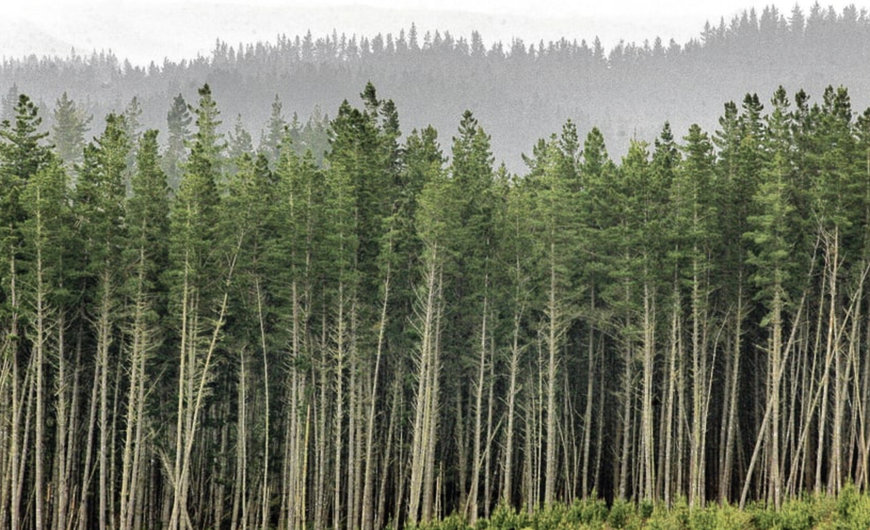 Millions more trees were planted to help with the climate in New Zealand